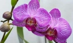 Škůdci na orchidejích: typy a způsoby zápasu